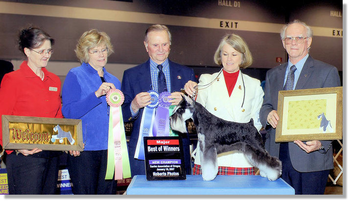 miniature schnauzer