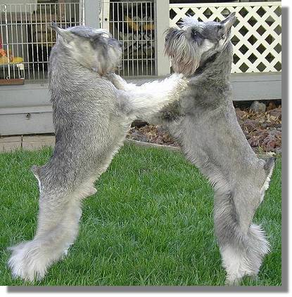 Schnauzer dance